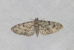 Eupithecia abbreviata