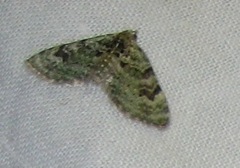 Chloroclystis v-ata