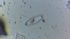 Prestauroneis integra