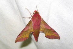 Deilephila porcellus