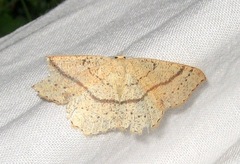 Cyclophora punctaria
