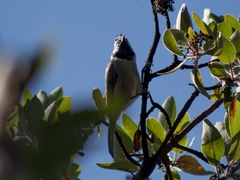 Baeolophus wollweberi