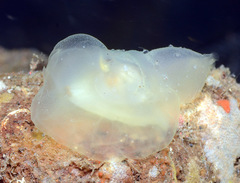 Galeommatidae