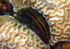 Septifer bilocularis