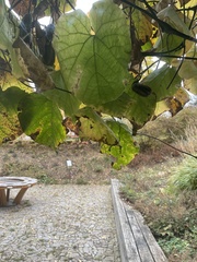 Aristolochia macrophylla