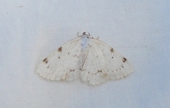 Lomographa bimaculata