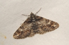 Cleora cinctaria