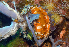 Spondylus varius