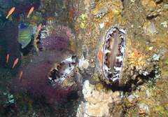 Spondylus varius