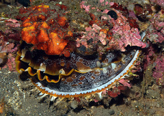 Spondylus varius