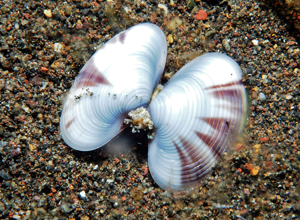 Sunetta Scripta Sunetta meroe (Sunetta meroe) — Biodiversitas Nusantara | Biodiversitas ...