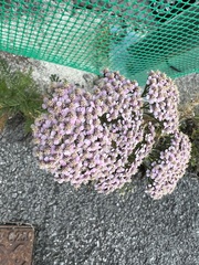 Achillea