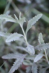 Lavandula