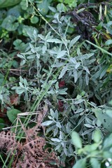 Lavandula