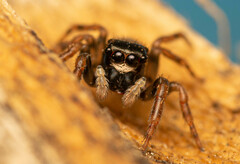 Euophrys cochlea