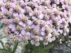 Achillea