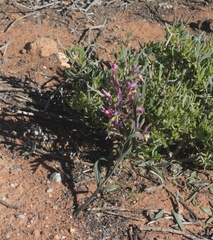 Babiana spiralis