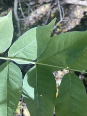 Phellodendron amurense