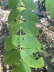 Phellodendron amurense