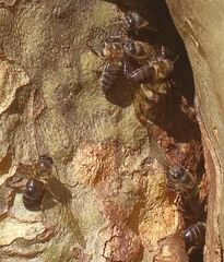 Apis mellifera unicolor