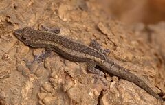 Lygodactylus verticillatus