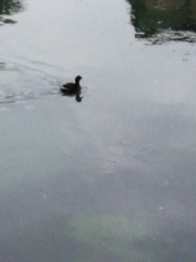 Tachybaptus ruficollis