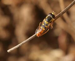 Ischiodon aegyptius