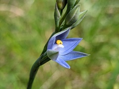 Thelymitra bracteata