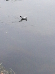 Chroicocephalus ridibundus