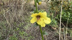 Verbascum virgatum