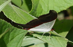Marpesia zerynthia