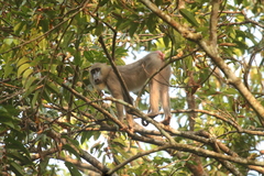 Mandrillus sphinx