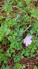 Geranium schiedeanum
