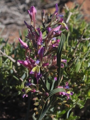 Babiana spiralis