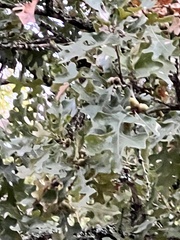 Quercus margaretiae