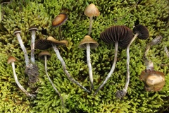 Psilocybe