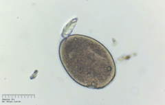 Ophryoglena