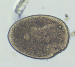 Ophryoglena