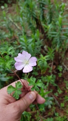 Geranium schiedeanum