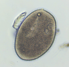 Ophryoglena
