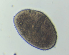 Ophryoglena