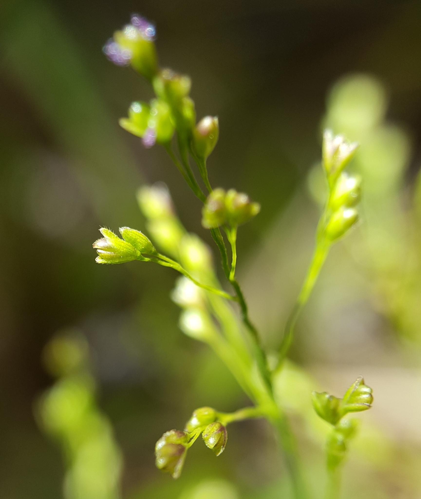 (c) François Rousseu, certains droits réservés (CC BY-NC) https://www.inaturalist.org/observations/139519279