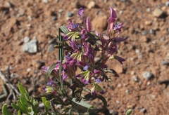 Babiana spiralis