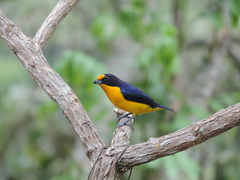 Euphonia violacea