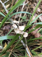 Panellus pusillus