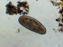 Ophryoglena