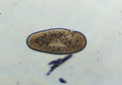 Ophryoglena