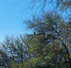 Bubo