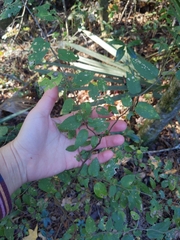 Planera aquatica