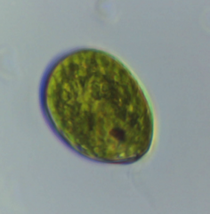 Lepocinclis salina